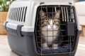 Cat Transport Service