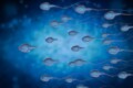 sperm freezing