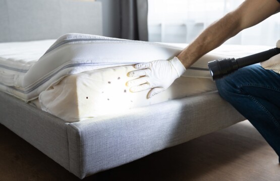 Bed Bug Removal