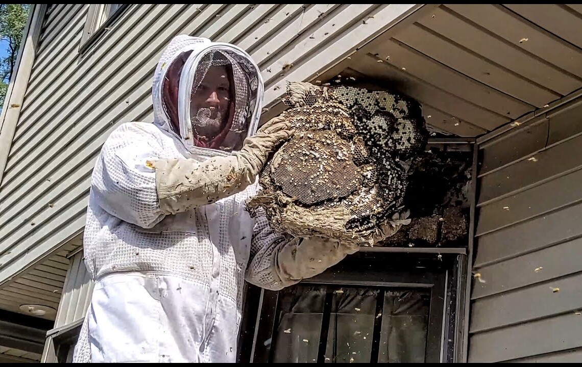 bee wasp removal