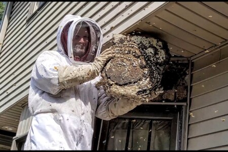bee wasp removal