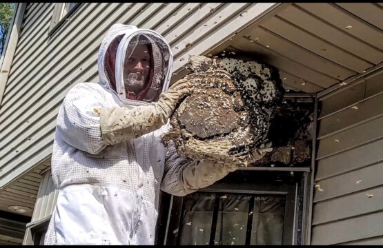 bee wasp removal